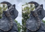 Patung Biawak Karya Seniman Wonosobo Jadi Sorotan karena Mirip Asli