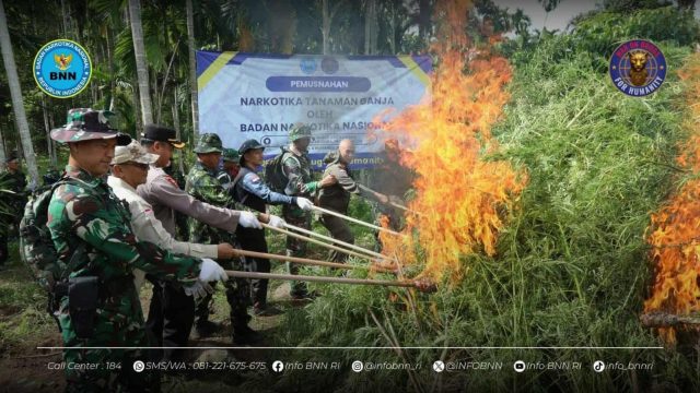 Wow ! BNN Musnahkan 69 Ton Ganja Di Aceh Utara