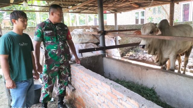 Lewat Komsos, Babinsa Dorong Warga Simalungun Tingkatkan Hasil Ternak Sapi