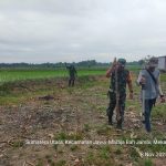 Babinsa Bantu Warga Tanam Jagung, Wujud Kepedulian TNI Dorong Ketahanan Pangan di Simalungun Babinsa Bantu Warga Tanam Jagung, Wujud Kepedulian TNI Dorong Ketahanan Pangan di Simalungun