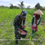 Semangat Gotong Royong, Babinsa Tanah Jawa dan Petani Bersama Jaga Hasil Panen Semangat Gotong Royong, Babinsa Tanah Jawa dan Petani Bersama Jaga Hasil Panen