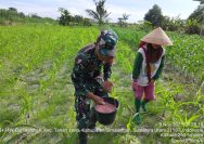 Semangat Gotong Royong, Babinsa Tanah Jawa dan Petani Bersama Jaga Hasil Panen