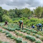Babinsa Koramil 12/Saribu Dolok Bantu Petani Bersihkan Lahan Sayur Kol di Nagori Ujung Saribu