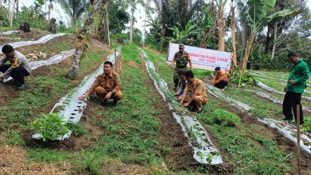 Babinsa Koramil 16/Panei Tonga Hadiri Program Pola Tanam BUMNAG Simantin Pane Dame, Dorong Efektivitas Pertanian di Kecamatan Panei