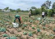 Babinsa Bantu Petani Panen Sayur, Wujud Kepedulian TNI terhadap Ketahanan Pangan di Simalungun