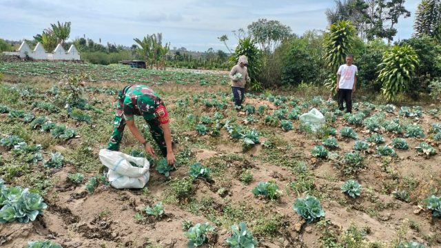 Babinsa Bantu Petani Panen Sayur, Wujud Kepedulian TNI terhadap Ketahanan Pangan di Simalungun