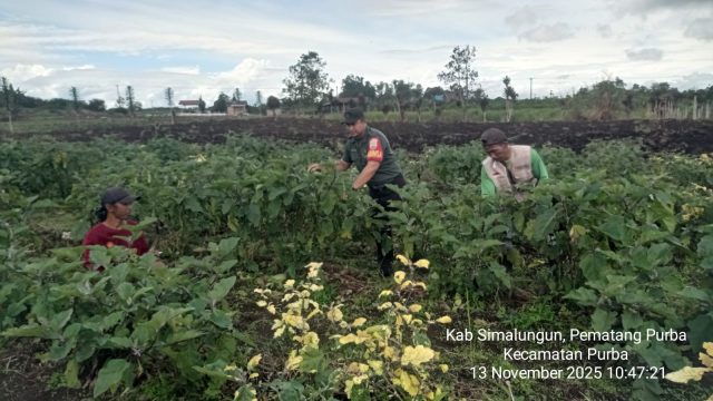 Babinsa Bantu Petani Panen Terong di Purba, Wujud Nyata Kepedulian TNI terhadap Ketahanan Pangan