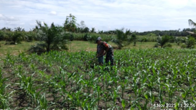 Babinsa Koramil 10/Tanah Jawa Dampingi Petani di Nagori Bahjambi II