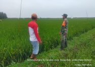 Babinsa Koramil 10/Tanah Jawa Bantu Warga Usir Hama Burung di Lahan Persawahan