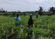Babinsa Tanah Jawa, Dampingi Petani Panen Cabai di Nagori Bahjambi II