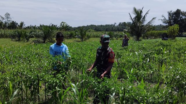 Babinsa Tanah Jawa, Dampingi Petani Panen Cabai di Nagori Bahjambi II