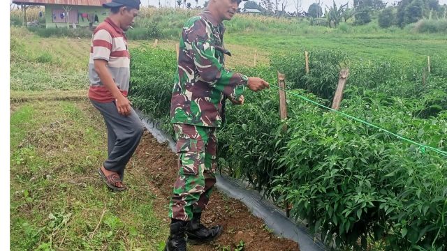 Babinsa Koramil Dolok Silau Dampingi Petani Cabai di Nagori Bawang, Dorong Peningkatan Hasil Pertanian