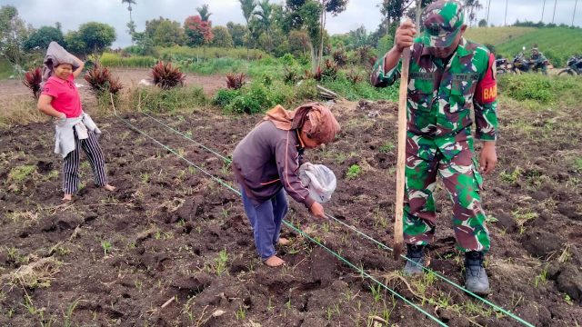 Koramil 18/Dolok Silau Dukung Ketahanan Pangan Lewat Pendampingan Pertanian