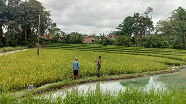 Babinsa Koramil 09/Tiga Balata Dampingi Petani Usir Hama Burung Jelang Musim Panen