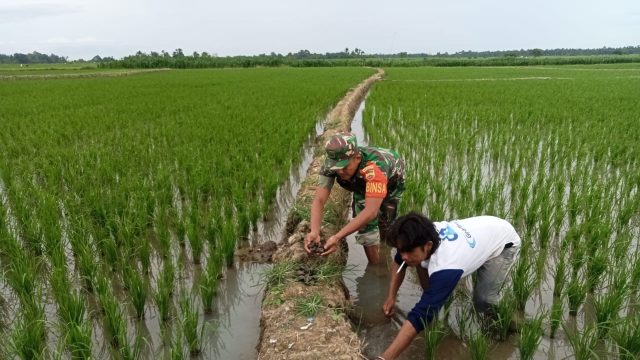 Babinsa Koramil 06/Perdagangan Dampingi Petani Tingkatkan Ketahanan Pangan di Pematang Bandar