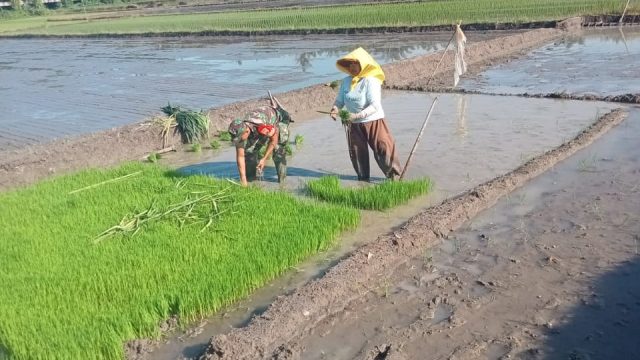 Babinsa Koramil 06/Perdagangan Dampingi Petani Tingkatkan Produktivitas Tanam Padi di Nagori Talun Madear