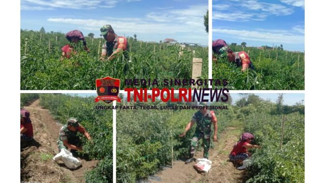 Babinsa Koramil Saribudolok Perkuat Ketahanan Pangan Lewat Komsos Bersama Petani Cabai