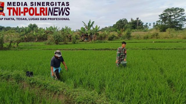 Babinsa Koramil 09/Tiga Balata Dampingi Petani Lakukan Pemupukan Padi di Dolok Tomuan