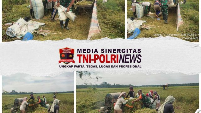 Peduli Ketahanan Pangan, Babinsa Koramil Bosar Maligas Dampingi Panen Padi Petani