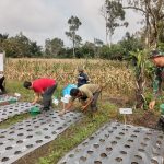 Program Ketapang Sipoldas, TNI, Pemerintah Nagori, dan Warga Tanam Harapan Baru
