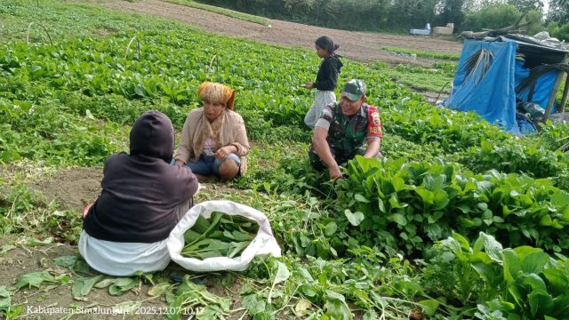 Dekat dengan Warga, Babinsa Koramil 12/Saribudolok Jalin Komsos Bersama Petani Sayur di Nagori Sibangun Mariah