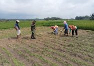Babinsa Koramil Tiga Balata Tanam Jagung Bersama Petani, Dorong Produktivitas Pertanian di Simalungun