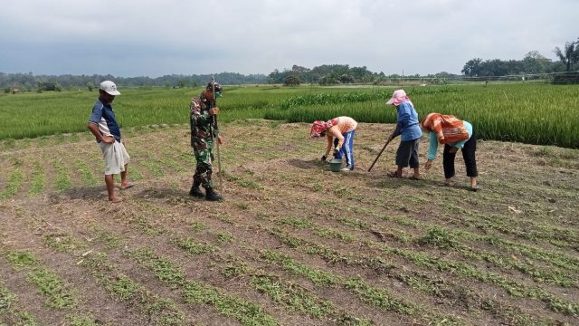 Babinsa Koramil Tiga Balata Tanam Jagung Bersama Petani, Dorong Produktivitas Pertanian di Simalungun