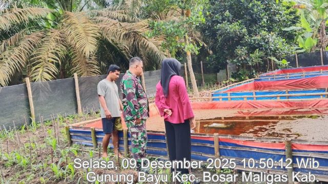 Tanam Jagung Hingga Budidaya Lele, Warga Gunung Bayu Dapat Dukungan Penuh dari Babinsa Bosar Maligas 
