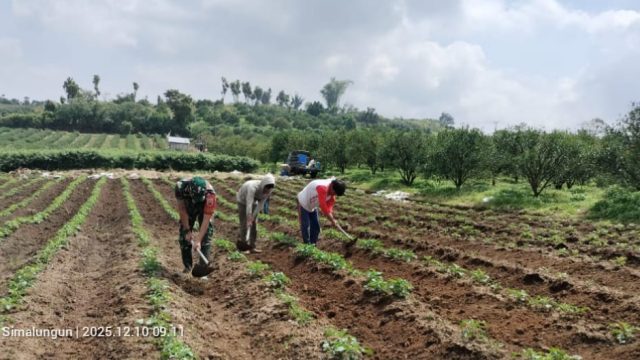 Semangat Kebersamaan, Babinsa Koramil Saribudolok Bantu Bersihkan Gulma di Lahan Wortel