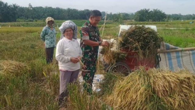 Babinsa Koramil 09/Tiga Balata Dampingi Petani Panen Padi di Nagori Marihat Dolok