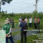 Babinsa dan Bhabinkamtibmas Dampingi Panen Bawang, Wujudkan Ketahanan Pangan di Pamatang Sidamanik Babinsa dan Bhabinkamtibmas Dampingi Panen Bawang, Wujudkan Ketahanan Pangan di Pamatang Sidamanik