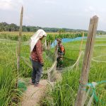 Babinsa Koramil 10/Tanah Jawa Dampingi Warga Atasi Hama Burung dan Bahas Harga Padi Jelang Panen Babinsa Koramil 10/Tanah Jawa Dampingi Warga Atasi Hama Burung dan Bahas Harga Padi Jelang Panen