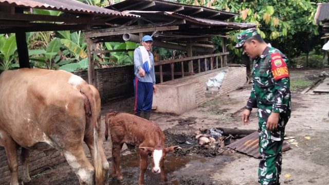 Babinsa Bosar Maligas Dampingi Peternak, Dorong Semangat dan Kesehatan Ternak di Nagori Aek Gerger