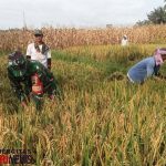 Babinsa Hadir di Tengah Panen, Wujud Kepedulian TNI Dukung Ketahanan Pangan