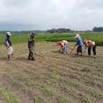 Babinsa Koramil 09/Tiga Balata Dukung Ketahanan Pangan, Turut Tanam Jagung Bersama Petani di Dolok Marlawan