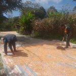 Babinsa Hadir di Tengah Petani, Jemur Jagung Bersama Warga Dolok Pardamean Babinsa Hadir di Tengah Petani, Jemur Jagung Bersama Warga Dolok Pardamean