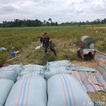 Babinsa Koramil 06/Perdagangan Dampingi Panen Padi, Wujud Nyata Dukung Ketahanan Pangan Babinsa Koramil 06/Perdagangan Dampingi Panen Padi, Wujud Nyata Dukung Ketahanan Pangan
