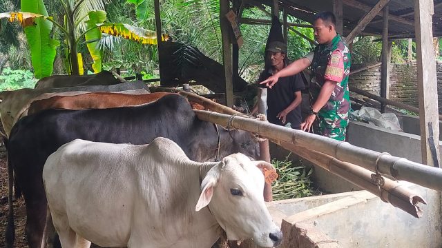 Babinsa dan Peternak Berdialog Hangat, Tingkatkan Produktivitas Sapi