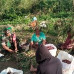 Babinsa Dolok Pardamean Dampingi Petani Panen Bawang, Ajak Jaga Ketahanan Pangan Babinsa Dolok Pardamean Dampingi Petani Panen Bawang, Ajak Jaga Ketahanan Pangan