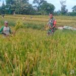 Babinsa Koramil 14/Raya Turun ke Sawah, Dukung Panen Padi Warga Demi Swasembada Pangan