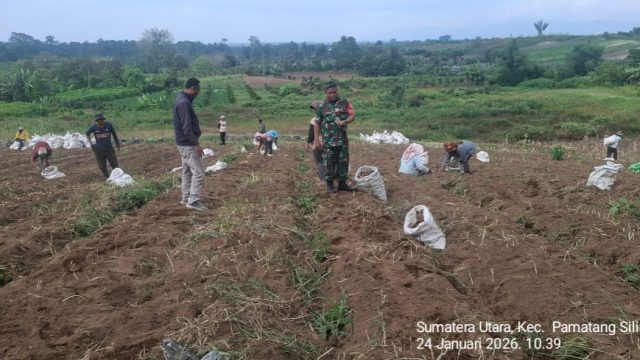 Babinsa Saribu Dolok Dampingi Panen Kentang BUMNag, Wujud Nyata Dukungan untuk Petani Nagori Mardingding