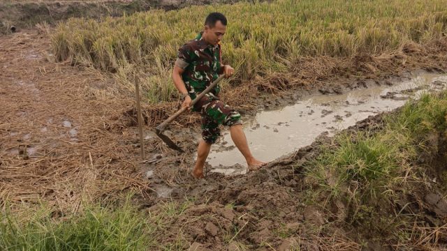 Babinsa Koramil 06/Perdagangan Dampingi Petani Perkuat Ketahanan Pangan di Nagori Talun Madear