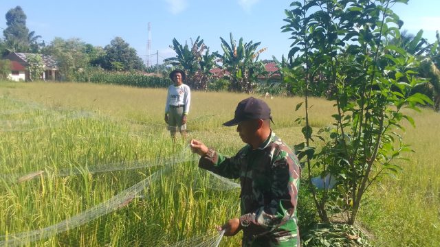 Babinsa Tiga Balata Dampingi Petani Pasang Jaring, Lindungi Padi dari Hama Burung