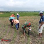 Kebersamaan di Lahan Jagung, Babinsa Tiga Balata Beri Semangat Petani Marihat Marsada