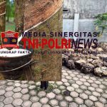 Wow ! Warga Dolok Maraja Simalungun Resah, Diduga Adanya Penampungan Getah Ilegal dan Berasal dari Hasil Curian