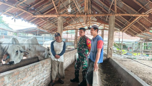 Cegah Penyakit Ternak, Babinsa Koramil Siantar Barat Perkuat Komsos dengan Warga