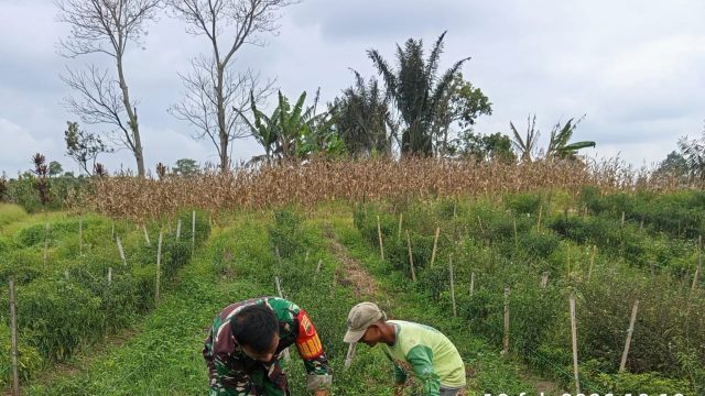 Babinsa Koramil 18/Dolok Silau Turun ke Kebun, Bantu Warga Panen Cabai