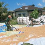Babinsa Koramil 05/Lubuk Alung Selalu Hadir Bersama Rakyat Bantu Petani Rontok Jagung