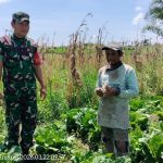 Hangatnya Komsos Babinsa di Ladang Kol, Wujud Nyata Kedekatan TNI dengan Petani Hangatnya Komsos Babinsa di Ladang Kol, Wujud Nyata Kedekatan TNI dengan Petani