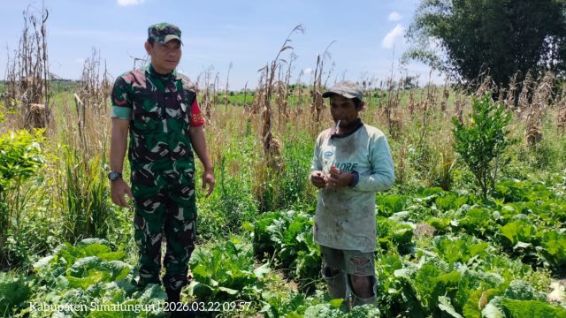 Hangatnya Komsos Babinsa di Ladang Kol, Wujud Nyata Kedekatan TNI dengan Petani
